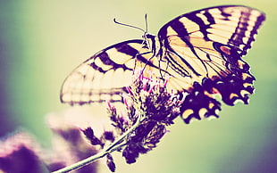 Eastern Tiger Swallowtail butterfly HD wallpaper